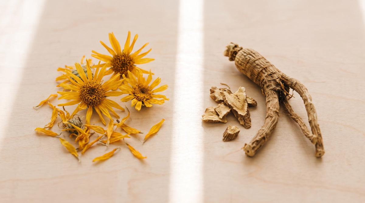Fiori secchi di arnica e radice essiccata affiancati su legno chiaro